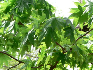 跡見群芳譜 樹木譜 ハリギリ