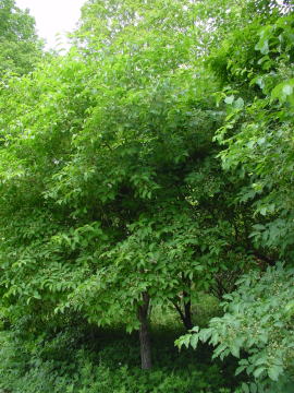 跡見群芳譜 樹木譜 マユミ