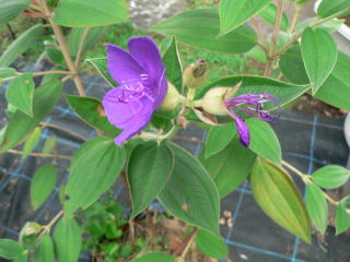 跡見群芳譜 樹木譜 ノボタン