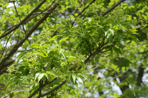 跡見群芳譜(樹木譜 センダン)