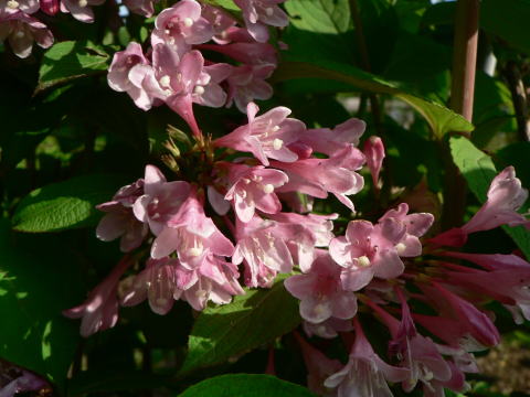 跡見群芳譜(樹木譜 タニウツギ) 跡見群芳譜(樹木譜 タニウツギ)