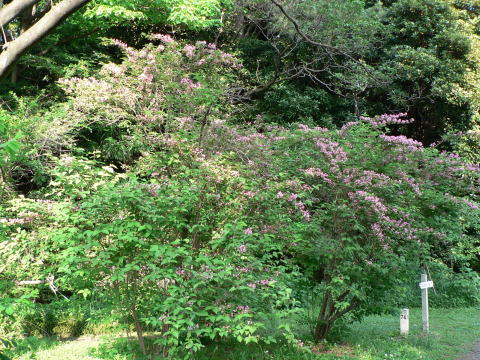 跡見群芳譜(樹木譜 タニウツギ)