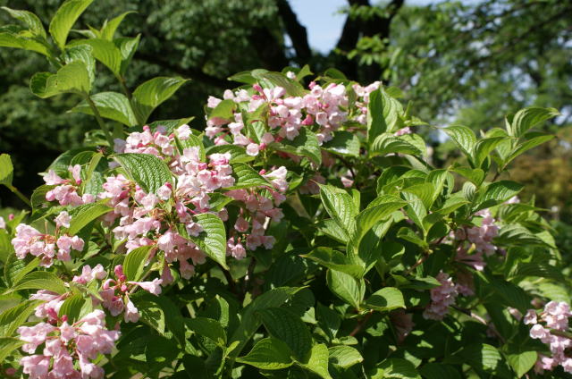 跡見群芳譜(樹木譜 タニウツギ) 跡見群芳譜(樹木譜 タニウツギ)