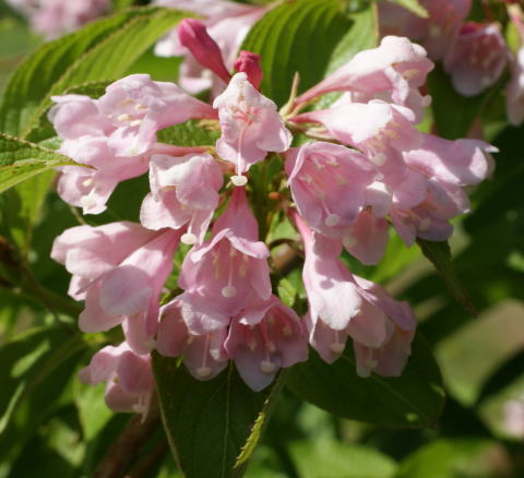跡見群芳譜(樹木譜 タニウツギ) 跡見群芳譜(樹木譜 タニウツギ)