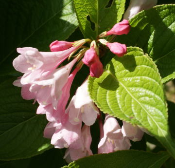 跡見群芳譜(樹木譜 タニウツギ) 跡見群芳譜(樹木譜 タニウツギ)