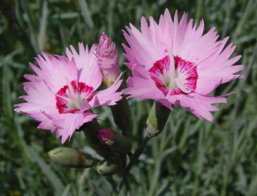跡見群芳譜(花卉譜 セキチク)
