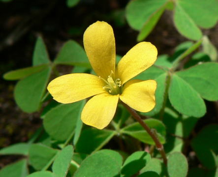 跡見群芳譜 野草譜 カタバミ