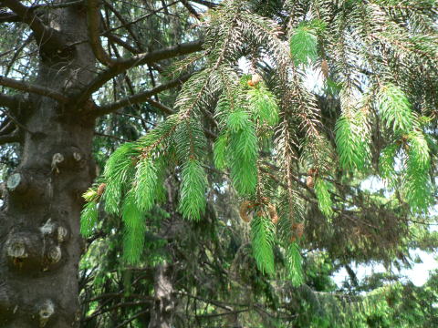 跡見群芳譜 外来植物譜 ドイツトウヒ