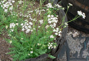 跡見群芳譜 外来植物譜 ヒメウイキョウ