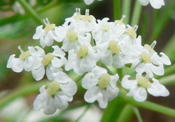 跡見群芳譜 外来植物譜 ヒメウイキョウ