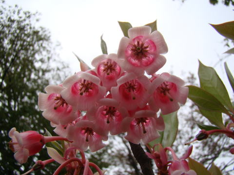 跡見群芳譜 外来植物譜 ホンコンドウダン