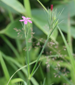 跡見群芳譜 外来植物譜 ノハラナデシコ