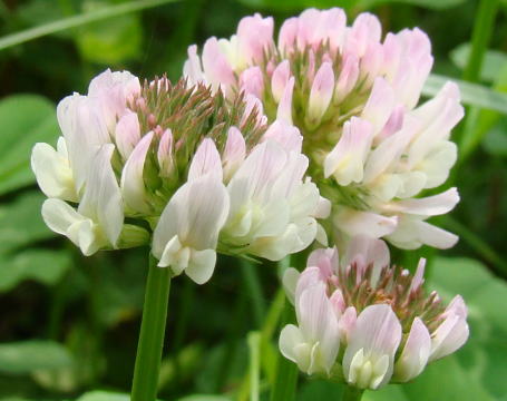 跡見群芳譜 外来植物譜 シロツメクサ